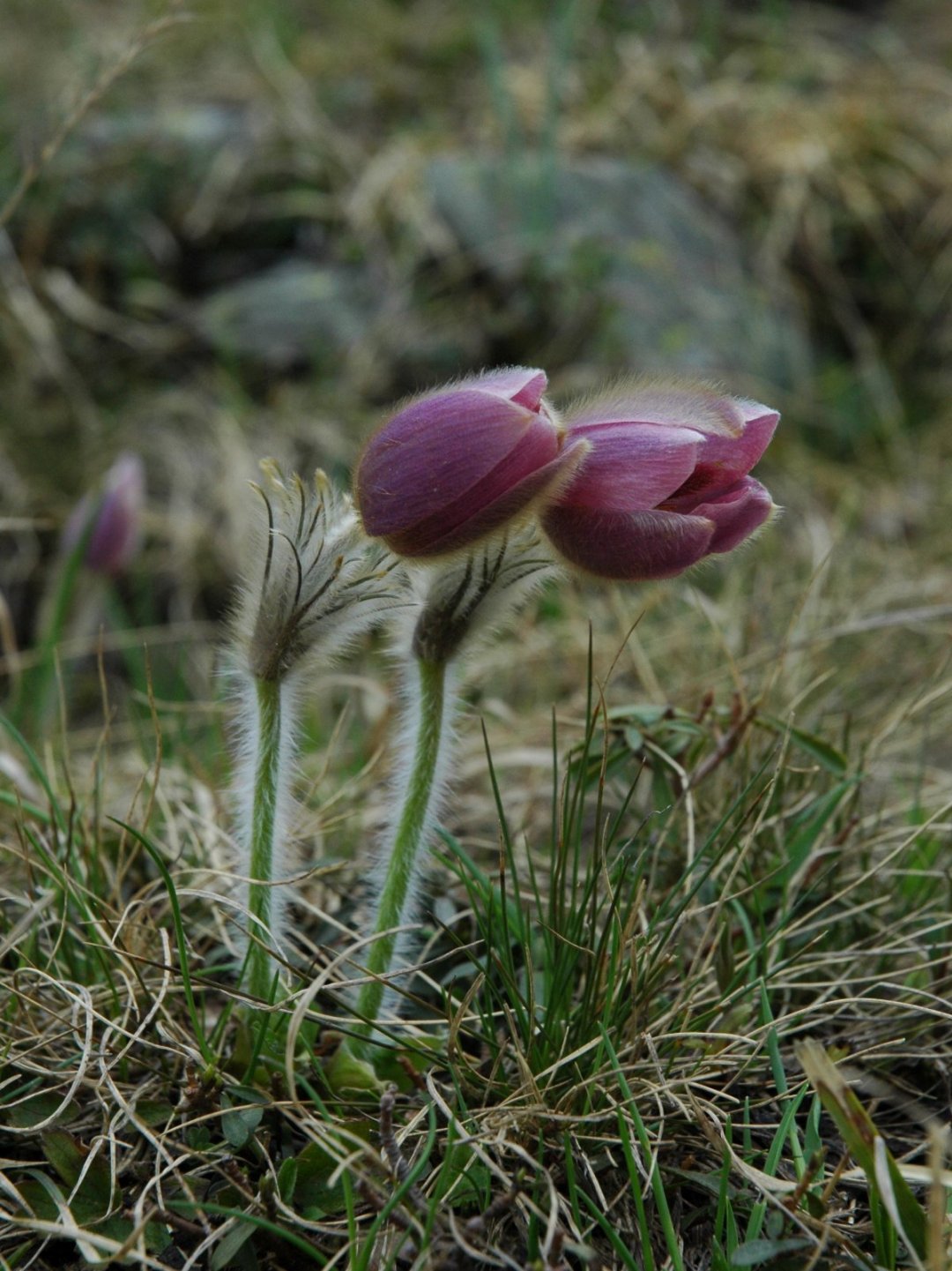 Pulsatilla vernalis / Anemone primaverile